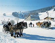 Schlittenfahrt im Erzgebirge mit Pferden