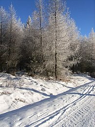 Loipen im Erzgebirge Winterlandschaft