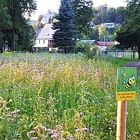Bienenwiese am Hüttenteich vom Hotel Saigerhütte